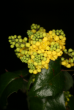 Mahonia aquifolium 'Smaragd' RCP3-2012 025.JPG